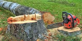 How Our Tree Care Process Works  in  Mexico Beach, FL