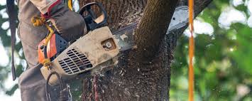 Best Pest Control for Lawns  in Mexico Beach, FL