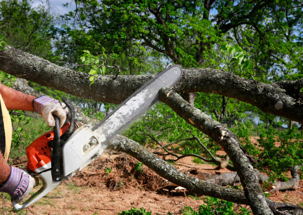 Tree and Shrub Care in Mexico Beach, FL